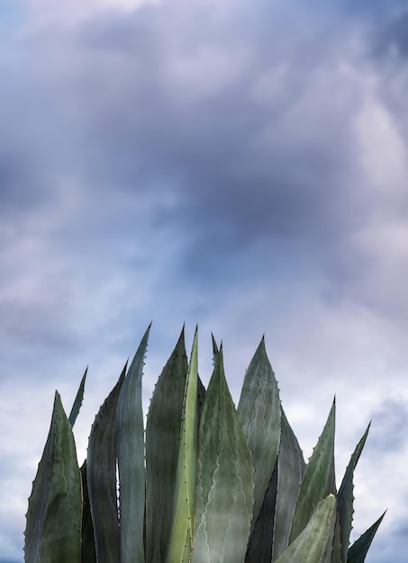 Agave salmiana maguey mit Himmel im Hintergrund und Platz für Text