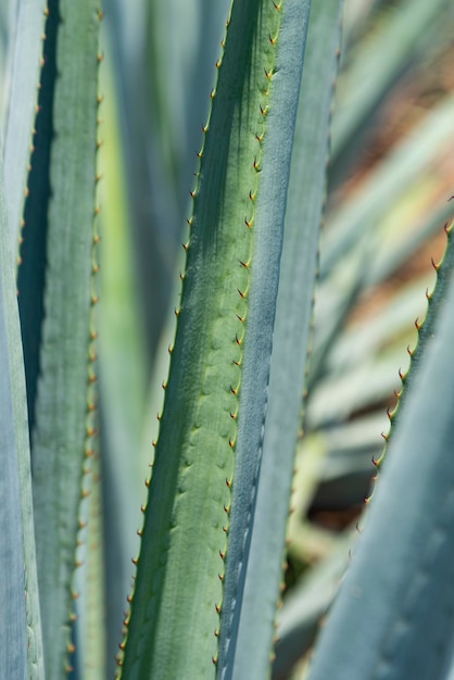 Agave-Tequila-Pflanze - Blaue Agavenlandschaftsfelder in Jalisco, Mexiko