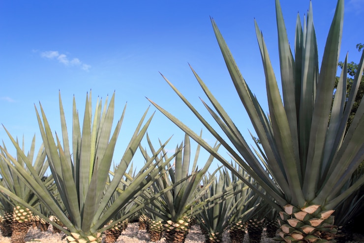 Foto agave tequilana planta para tequila mexicana