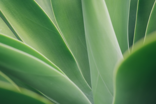 Agave textura de la hoja de fondo