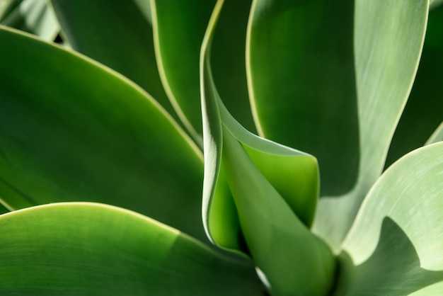 Agave textura de la hoja de fondo