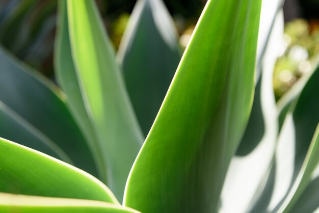 Agave textura de la hoja de fondo