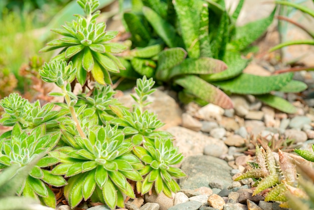 Agave und Kakteen in der Natur.