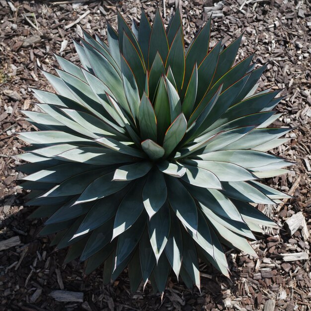 Agave verde Cactus backdround diseño de cactus o patrón de cactaceae