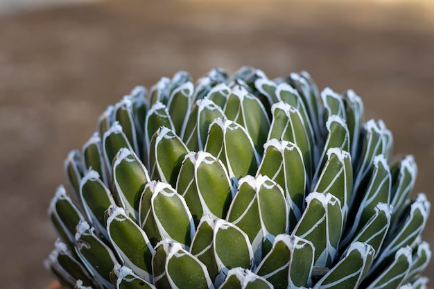 Agave Victoria Reginae geometrische Blätter