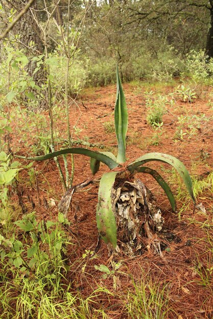 agave