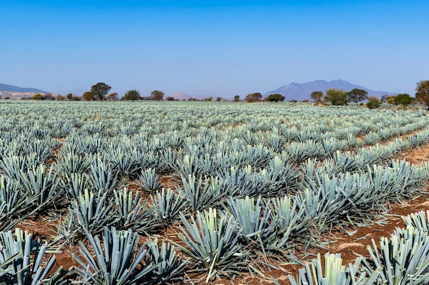 Agaven-Tequila-Pflanze auf den Feldern von Jalisco