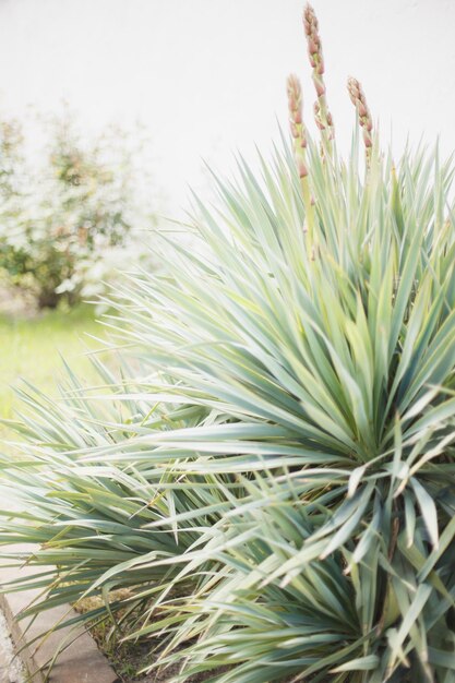 Agavengewächse. Yucca Wiple, Khan's Palace Garden pflanzt wunderschön Sommergrün