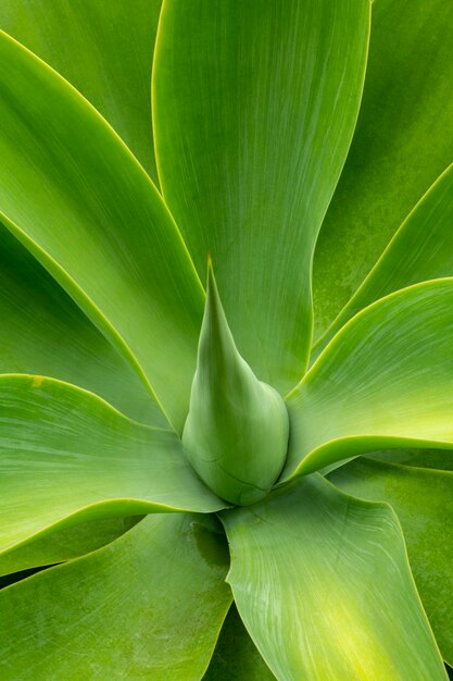 Agavenpflanze Agave americana Nahaufnahme