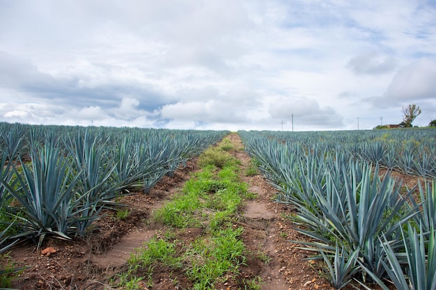 Agavenplantage für die Tequila-Produktion in Mexiko