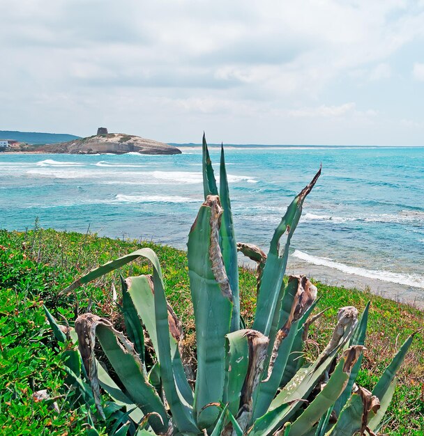 Agaves junto a la orilla en un día nublado