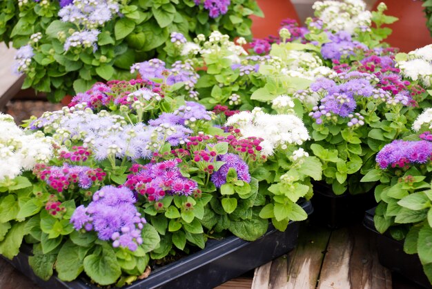 Foto ageratum, ageratum mixto, plantas de maceta de color mixto