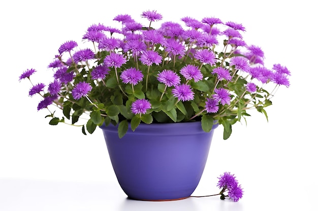 Ageratum-Blume im Topf realistisches Foto