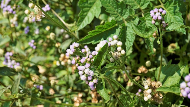 Ageratum conyzoides, também conhecido como erva-branca tropical Argimônia bastarda Flor de fio dental Erva de cabra