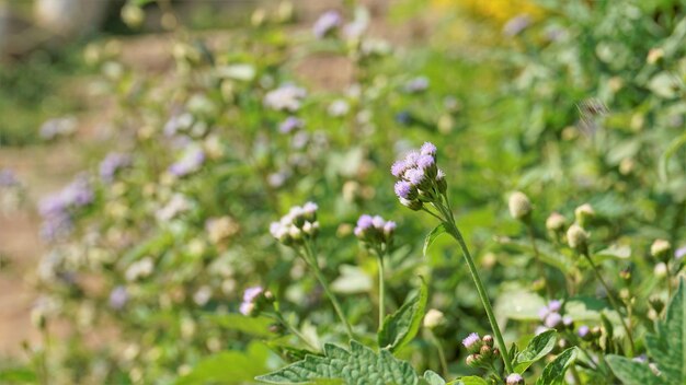 Ageratum conyzoides, também conhecido como erva-branca tropical Argimônia bastarda Flor de fio dental Erva de cabra