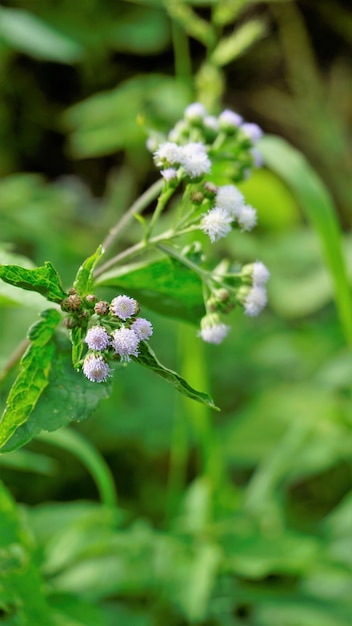 Ageratum conyzoides también conocido como Tropical whiteweed Bastard argimony Floss flower Goat weed, etc.