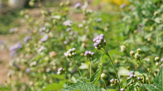 Ageratum conyzoides también conocido como Tropical whiteweed Bastard argimony Floss flower Goat weed