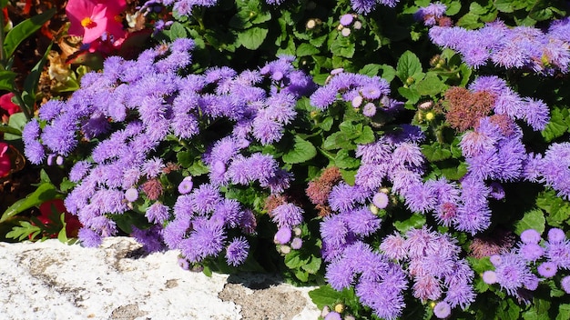 Ageratum Gattung blühende Einjährige und Stauden aus der Familie Asteraceae Violette Blüten im Sommergarten Lila Blüten von Ageratum Ageratum blühen Closeup bei sonnigem Wetter Pussy Fuß