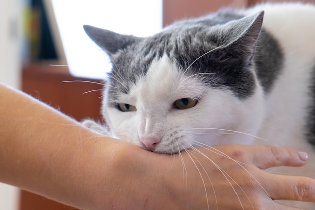 Aggressive graue weiße Katze, die beißende menschliche Hand angreift, die mit Haustier spielt