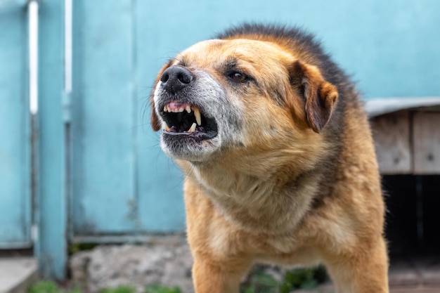 Aggressiver Hund bellt und entblößt Zähne. Gefährlicher wütender Hund