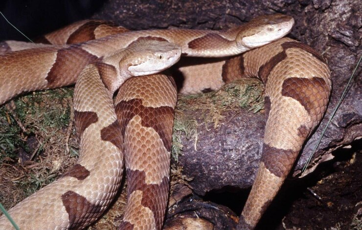 Foto agkistrodon contortrix, cabeza de cobre foto de archivo