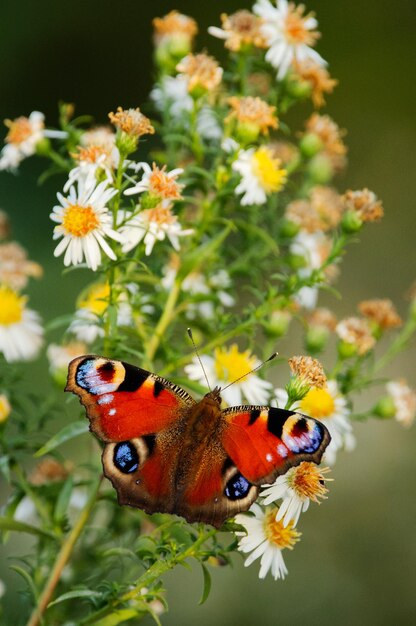 Aglais io a borboleta de pavão europeia na flor