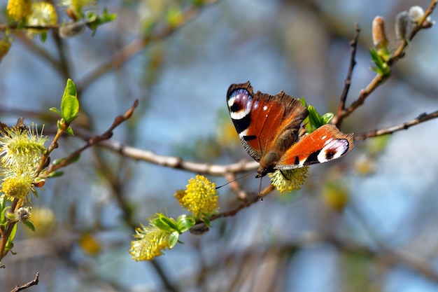 Aglais io o mariposa pavo real europea en flor