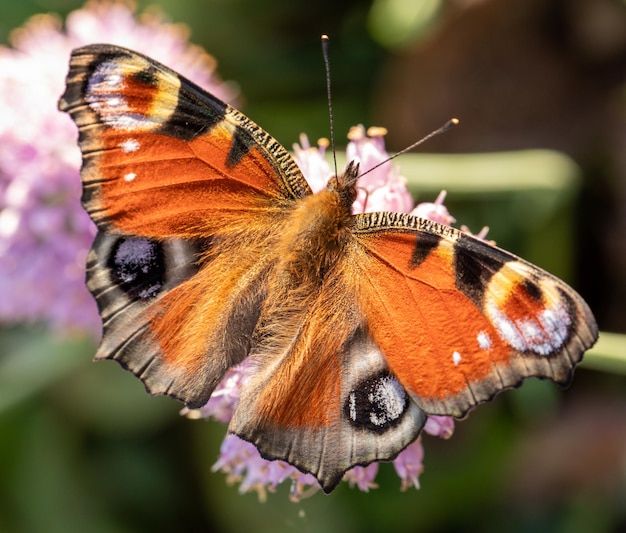 Aglais io Schmetterling auf einer Hortensie-Blume. Selektiver Fokus.