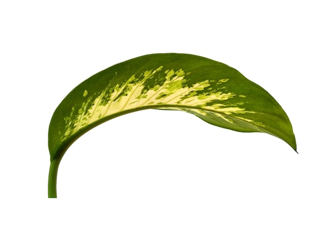 Aglaonema-Blatt auf weißem Hintergrund