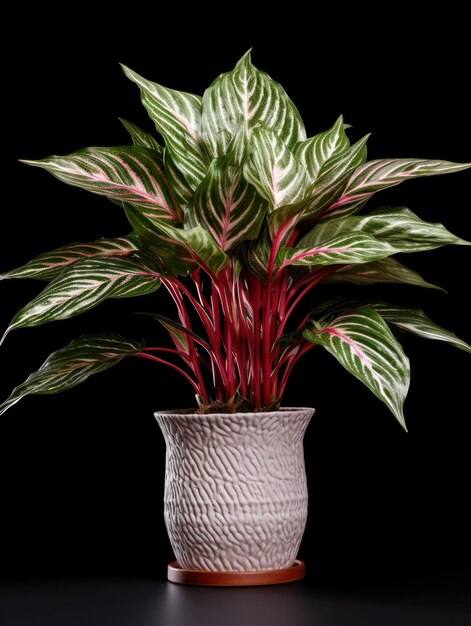 Foto aglaonema chinese evergreen studioaufnahme isoliert auf klarem hintergrund, generative ki