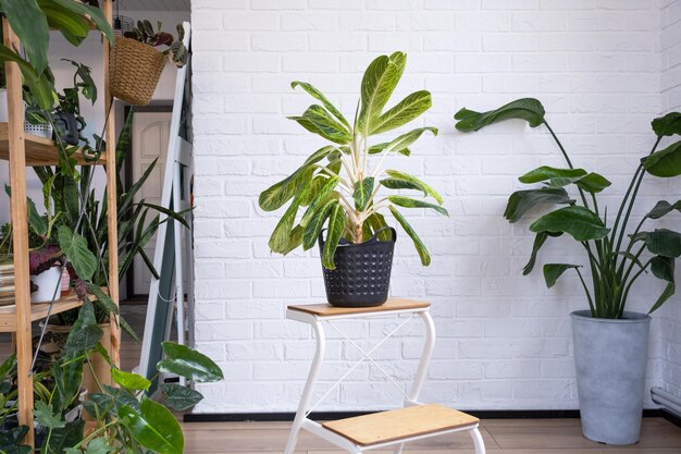 Aglaonema closeup no interior da mesa Planta de casa Cultivando e cuidando de plantas de interior em casa verde