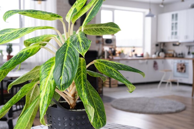 Aglaonema closeup no interior da mesa Planta de casa Cultivando e cuidando de plantas de interior em casa verde