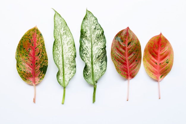 Aglaonema colorido deixa isolado no branco