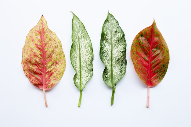 Aglaonema colorido deja aislado en blanco