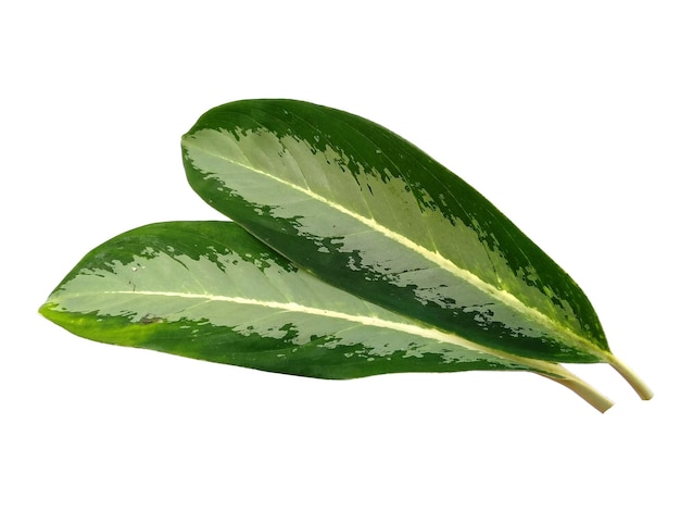 Aglaonema commutatum deixa no fundo branco