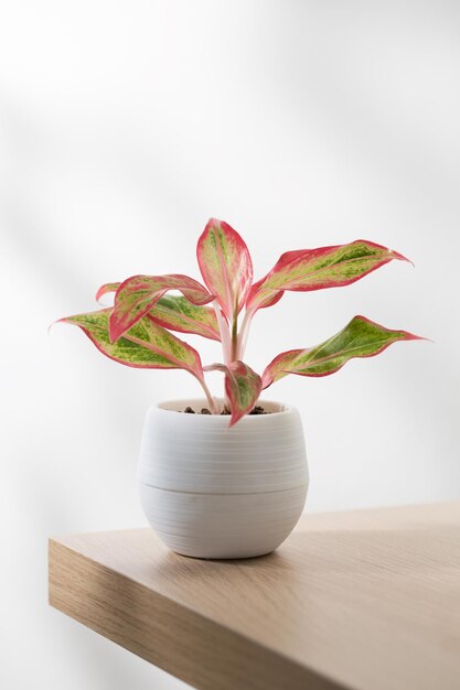 Aglaonema creta ou sempre verde chinês vermelho