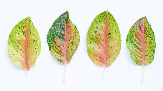 Aglaonema deixa no fundo branco.