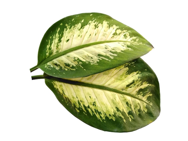 Aglaonema deixa no fundo branco