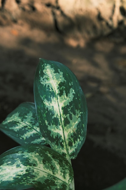 Aglaonema em fundo escuro