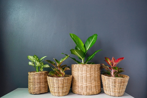 Aglaonema o erergreen chino en cestas de mimbre.