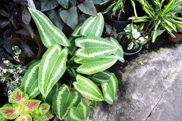 Aglaonema Schismatoglottis Wallichii pintado com língua de gota no chão.