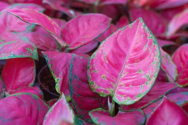 Aglaonema Super Red tree Views hermoso patrón de hojas rosadas se utilizó para el diseño de interiores creativos