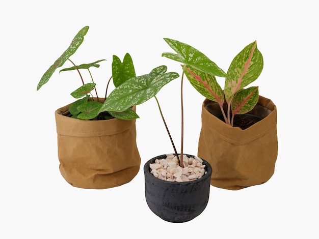 Aglaonema Zimmerpflanze oder Chinese Evergreen und Caladium Bicolor Vent in recyceltem braunem Papier isoliert auf weißem Hintergrund mit Beschneidungspfad