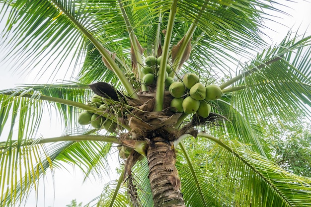 Aglomerado de coco fresco na árvore de coco