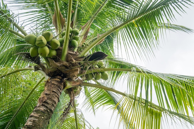 Aglomerado de coco fresco na árvore de coco