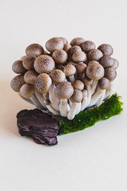 Aglomerado de cogumelos shimeji castanhos frescos fecha cogumelos shimeji sobre um fundo leve com pedra e musgo