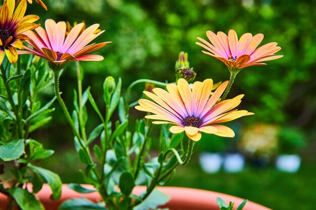 Aglomerado de três margaridas africanas de olhos azuis em flor num dia de verão brilhante