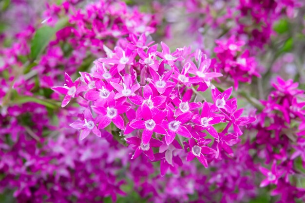 Foto aglomerado estelar egípcio ou flor estelar