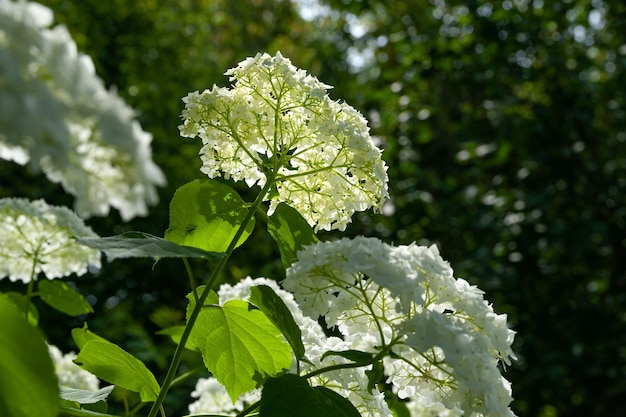 Aglomerados de flores de hortênsia branca em um foco seletivo de fundo desfocado natural