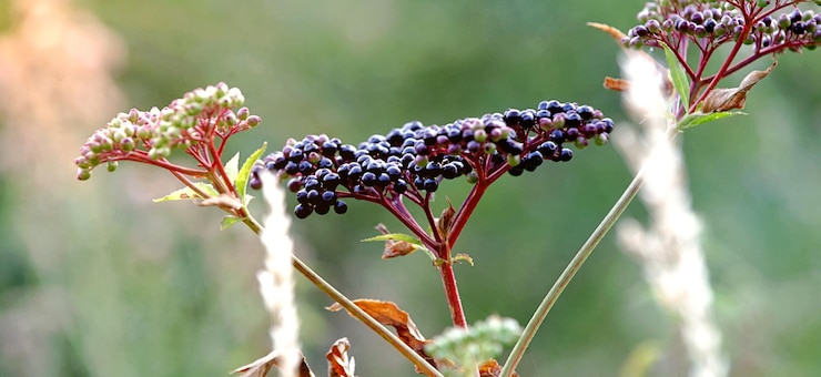 Foto aglomerados de frutas sabugueiro preto no jardim à luz do sol sambucus nigra ancião preto ancião europeu sabugueiro europeu sabugueiro preto europeu
